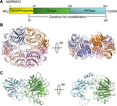 Crystal Structure of the Chloroplastic Glutamine Phosphoribosylpyrophosphate Amidotransferase GPRAT2 From Arabidopsis thaliana